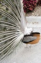 Peacock Feathers from the backside Royalty Free Stock Photo